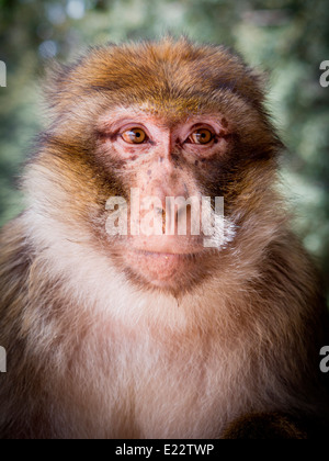 Porträt der Berberaffe, Nord-Afrika nur Affe, sitzend in Holm Eiche in Azrou, Marokko, Nordafrika. Stockfoto