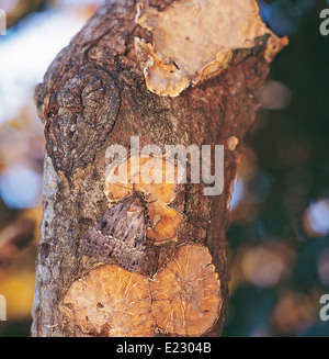 Svensson Kupfer Underwing Moth (Amphipyra Berbera) Stockfoto