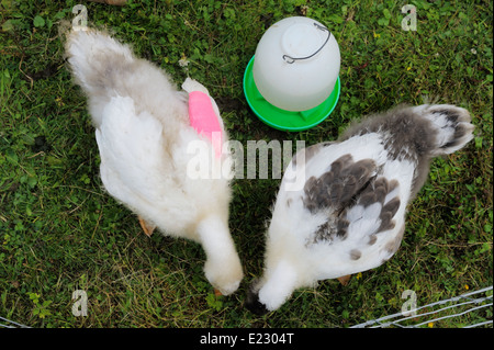 Junge Gans, Gosling mit bandagiertem Flügel zu korrigieren "Angel Wing", eine Missbildung aus übermäßigem Wachstum, Wales, UK Stockfoto