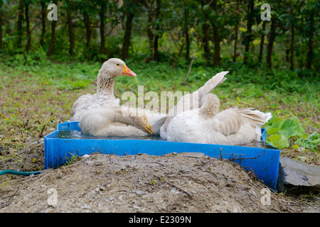 Ein paar von Brecon Buff Gänse mit Jugendkriminalität, Baden in einem blauen halben Plastikfaß, Wales, UK Stockfoto