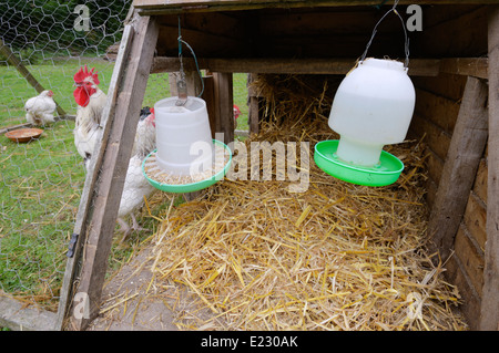 Kunststoff-Feeder und Trinker hängen in einer beweglichen Henne coop oder Falten Einheit, Wales, UK Stockfoto