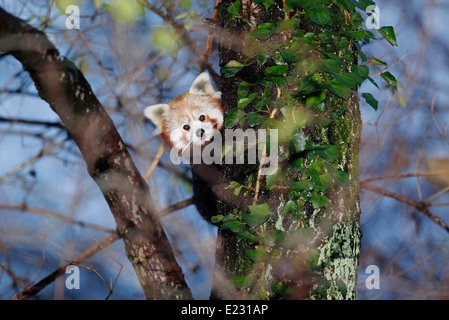 Kleinere Panda (Ailurus Fulgens) in einem Baum Stockfoto