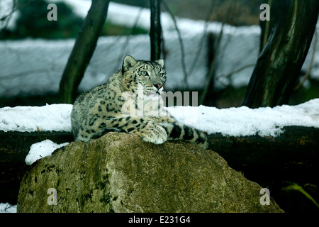 Schneeleopard (Uncia Uncia) in einem verschneiten Lebensraum Stockfoto