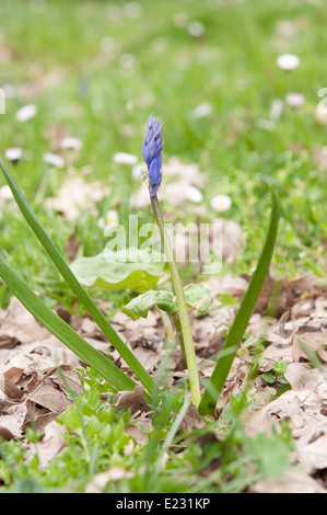 Spanische Bluebell, Hyacinthoides hispanica Stockfoto