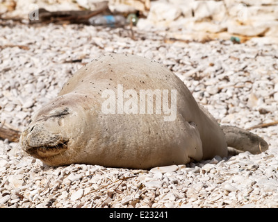 Mittelmeer-Mönchsrobbe entspannen am Kiesstrand Stockfoto