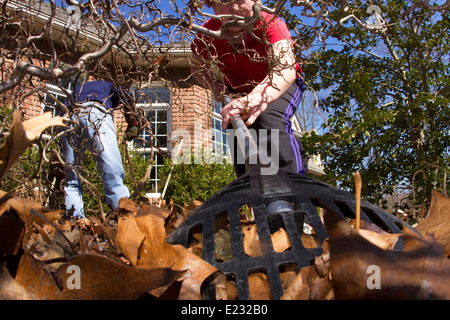 Frau Laubrechen aus Garten im Frühling aufräumen Stockfoto