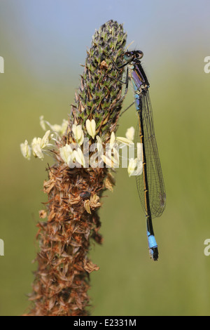 Blau-tailed Damselfly Ischnura Elegans unreifen Violacea form Stockfoto