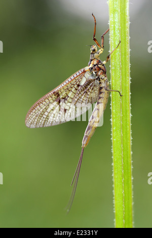 Green Drake Eintagsfliege Ephemera danica Stockfoto