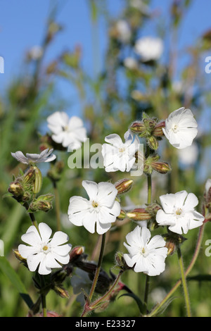 White Campion Silene alba Stockfoto