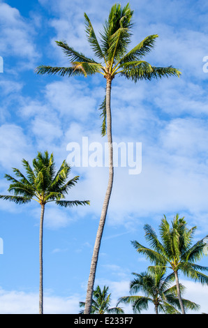 Palmen, die gegen eines blauen Himmels Stockfoto