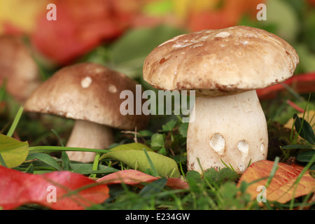 Zwei Steinpilze in einem Wald im Herbst Stockfoto