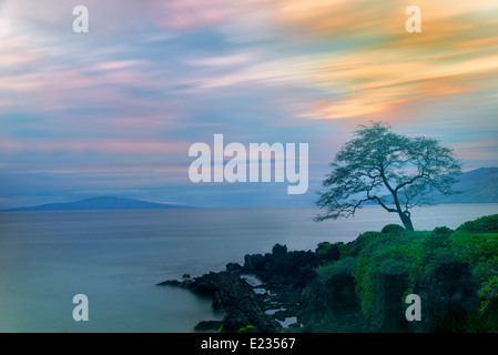 Einsamer Baum und Sonnenuntergang. Maui, Hawaii Stockfoto