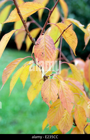 Kleiner Baum mit Blättern im Herbst Farben Stockfoto