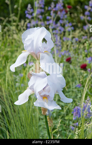 Iris 'Weiße Stadt' Stockfoto