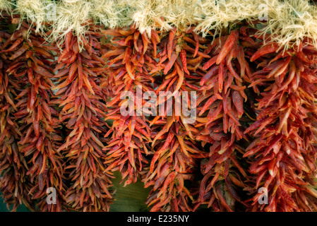 Rote Chilischoten auf Zeichenfolge. Santa Fe, New Mexico Stockfoto