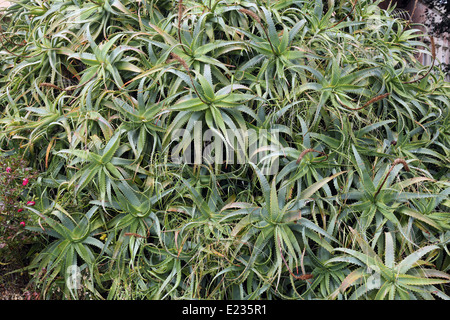 Aloe Vera - Pflanze Kaktus Stockfoto