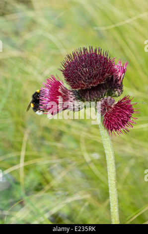 Cirsium Rivulare Atropurpurea oder Plume Distel mit einer Biene Nektar sammeln Stockfoto