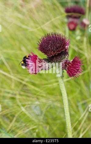 Cirsium Rivulare Atropurpurea oder Plume Distel mit einer Biene Nektar sammeln Stockfoto