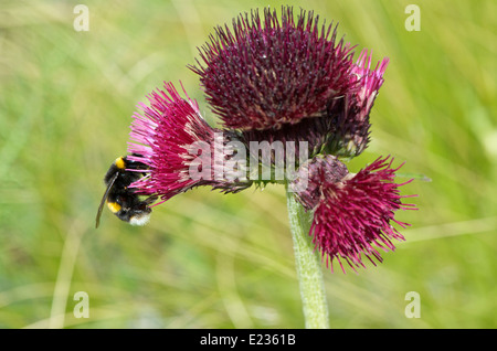 Cirsium Rivulare Atropurpurea oder Plume Distel mit einer Biene Nektar sammeln Stockfoto