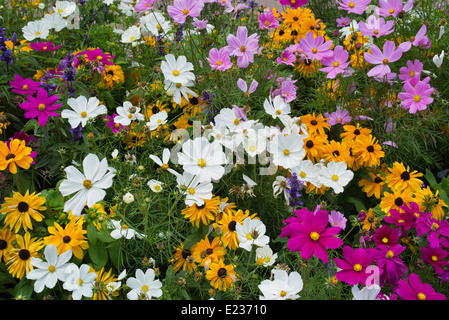 Nahaufnahme von gemischten Blumen. Vail Village. Vail, Colorado Stockfoto