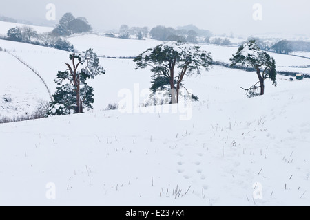 Der Quantock Hills, auf der Suche nach unten aus den Überresten der Burg im Nether Stowey. Stockfoto