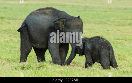 Streifenmungos (Urva vitticollis) im Waldhabitat der Trockenzone im Yala-Nationalpark, Sri Lanka. Stockfoto