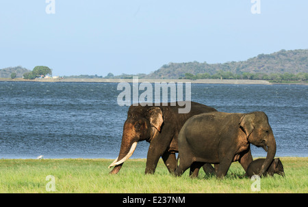 Streifenmungos (Urva vitticollis) im Waldhabitat der Trockenzone im Yala-Nationalpark, Sri Lanka. Stockfoto