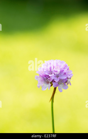 Armeria Maritima. Secondhand / Meer rosa Blume Stockfoto