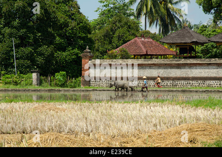 Indonesien, Insel Lombok. Typische indonesische Reisfelder. Mann Arbeitsfeld in traditionelle Weise mit Ochsen. Stockfoto