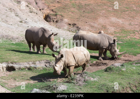 Nashörner auf dem Rasen, Wandern im zoo Stockfoto
