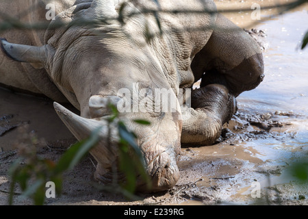 White Rhino Bull Rollen in den schlammigen Wasserloch. Stockfoto