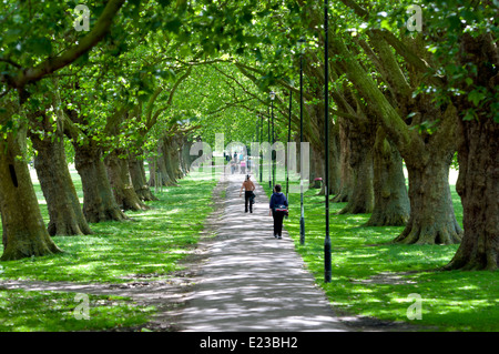 Allee von Platanen im Sommer, Jesus Green, Cambridge, UK Stockfoto