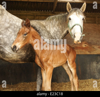 Graue Stute und ihr Neugeborenes Fohlen in ihrem Stall Stockfoto