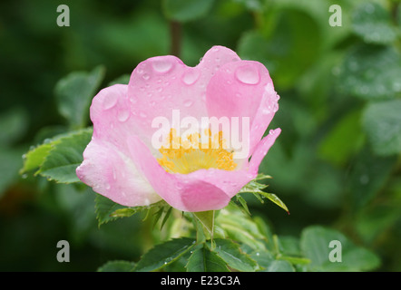 Ein Hund Rose nach dem Regen mit Wassertropfen auf die Blütenblätter Stockfoto