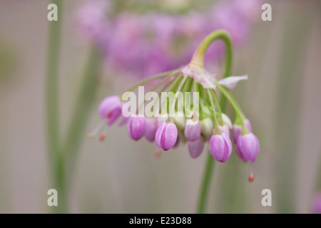 Allium Cernum in einem englischen Garten. Lady es Lauch Blumen. Stockfoto