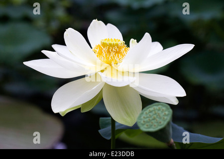 Nelumbo Nucifera. Lotus-Blume auf einem Zierteich. Stockfoto