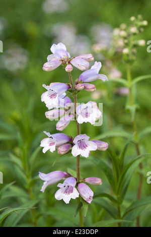 Penstemon "Mother of Pearl" in eine krautige Grenze wachsen. Bart Zunge Blume. Stockfoto