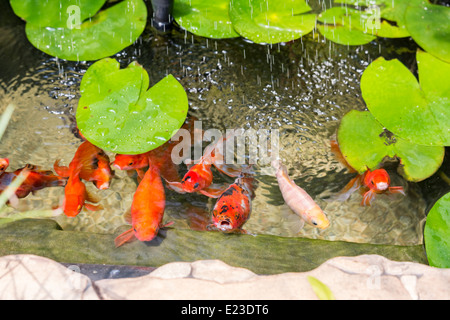 Schöne Goldfische im Teich / Orangen Fische schwimmen und warten