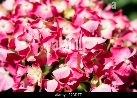 Asiatische Rosa Hortensie Blumen hautnah Stockfoto