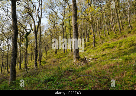 Hawkcombe steilen Tal Eichenholz, Exmoor, Somerset Stockfoto