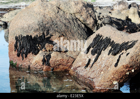 Getrocknete Algen angebracht auf die Gezeiten Linie der Felsen an einem Strand in Paternoster, Südafrika Stockfoto