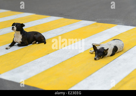 Zwei Hunde liegen auf einem Fußgängerüberweg Stockfoto