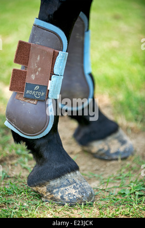 Polo, Sport, Huf, Bein, Bandage, Argentinisch, Argentinien, Pony, HUF, Hufeisen, Stockfoto