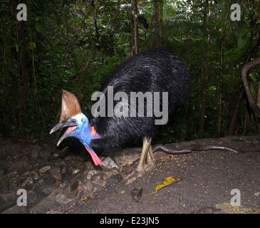 Helmkasuar (Casuarius)-Queensland - Australien Stockfoto