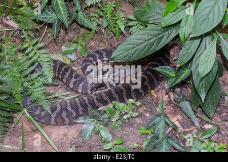 Amethystine Peeling Python (Morelia Amethistina) Stockfoto