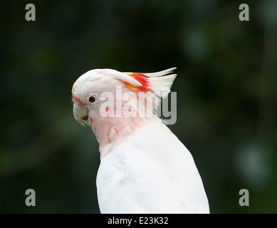 Major Mitchell Kakadu (Cacatua Leadbeateri) Australien Stockfoto