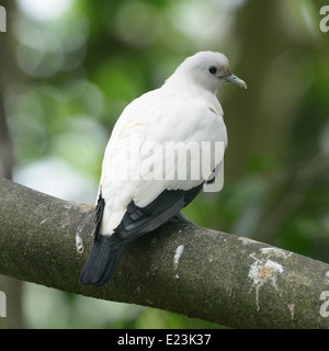 Torres-Strait-Taube (Ducula Spilorrhoa) Stockfoto