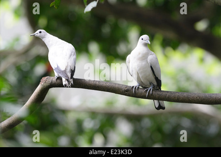 Torres-Strait-Tauben (Ducula Spilorrhoa) Stockfoto