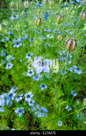 Wunderschöne blaue Love-in-a-Mist-Blume oder Nigella-Blume. Mehrere Blüten und einzigartige Samenkapseln. Auch bekannt als persische Juwelen Stockfoto