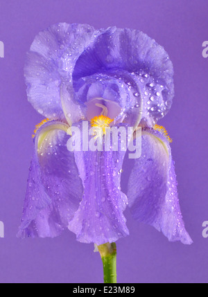 violette Iris Blume Blüte isoliert auf lila Hintergrund, Nahaufnahme Stockfoto